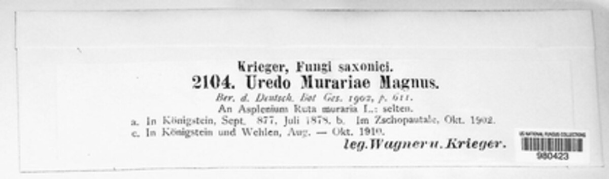 Milesina murariae image